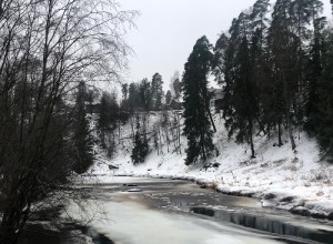 В Сиверском найден виновник спиленных деревьев.