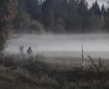 Глэмпинг Ганнибал хаус