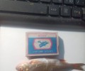 Продам живцов. Плотва