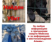 Про убийство беззащитного доброго пса Мейсона.