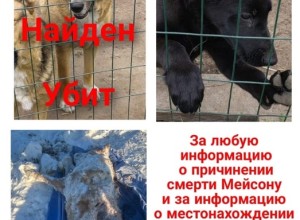Про убийство беззащитного доброго пса Мейсона.