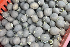 Семенной картофель 