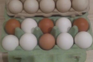Яйцо куриное и утиное 