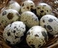 Перепела Яично-мясные породы